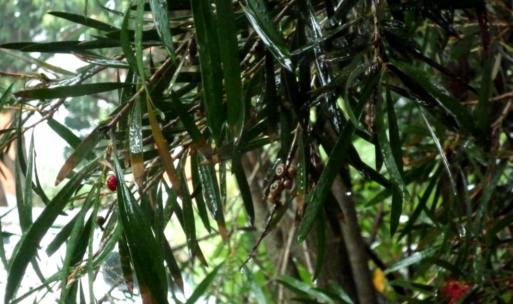 P1060006