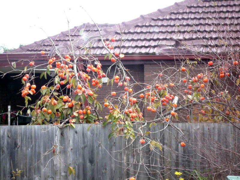 P1060434